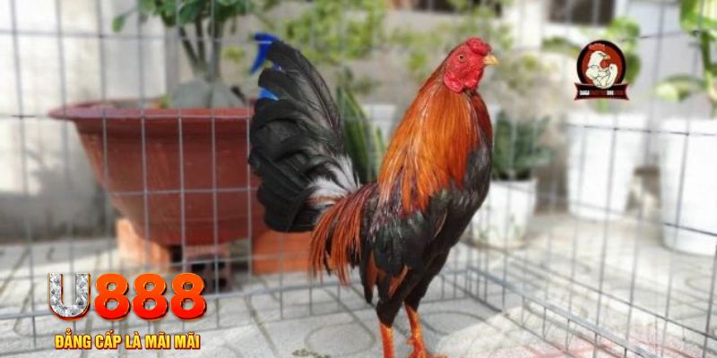 vietjack 7 casino máy tính
